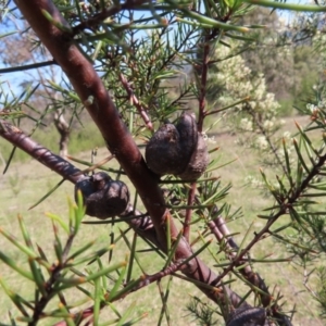 Hakea decurrens subsp. decurrens at Tuggeranong, ACT - 20 Sep 2023