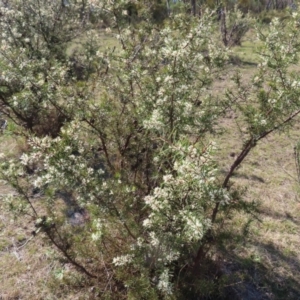 Hakea decurrens subsp. decurrens at Tuggeranong, ACT - 20 Sep 2023