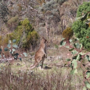 Macropus giganteus at Tuggeranong, ACT - 20 Sep 2023