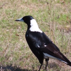 Gymnorhina tibicen (Australian Magpie) at Mount Taylor - 20 Sep 2023 by MatthewFrawley