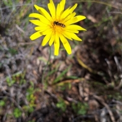 Microseris walteri (Yam Daisy, Murnong) at Mount Majura - 21 Sep 2023 by JenniM