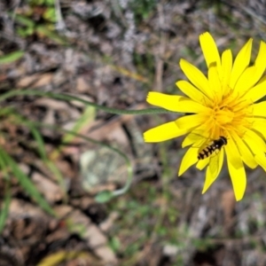 Microseris walteri at Majura, ACT - 21 Sep 2023 08:38 PM