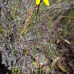 Microseris walteri at Majura, ACT - 21 Sep 2023 08:38 PM