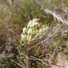 Stackhousia monogyna (Creamy Candles) at Tuggeranong, ACT - 20 Sep 2023 by MatthewFrawley