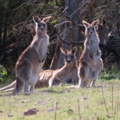 Macropus giganteus (Eastern Grey Kangaroo) at Mount Taylor - 20 Sep 2023 by MatthewFrawley