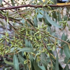 Eucalyptus blakelyi (Blakely's Red Gum) at Kambah, ACT - 20 Sep 2023 by MatthewFrawley