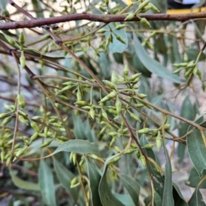 Eucalyptus blakelyi at Kambah, ACT - 20 Sep 2023 03:25 PM