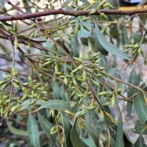 Eucalyptus blakelyi at Kambah, ACT - 20 Sep 2023