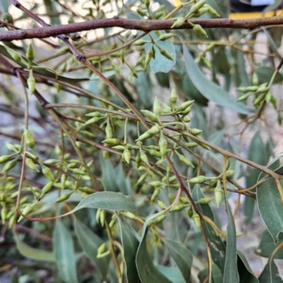 Eucalyptus blakelyi (Blakely's Red Gum) at Kambah, ACT - 20 Sep 2023 by MatthewFrawley