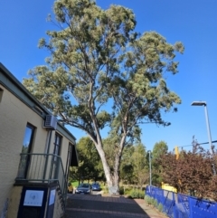 Eucalyptus blakelyi at Kambah, ACT - 20 Sep 2023