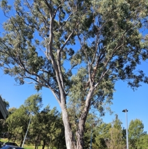 Eucalyptus blakelyi at Kambah, ACT - 20 Sep 2023 03:25 PM