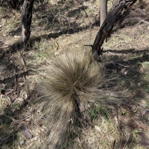 Nassella trichotoma at Majura, ACT - 20 Sep 2023