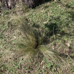 Nassella trichotoma (Serrated Tussock) at Majura, ACT - 20 Sep 2023 by waltraud