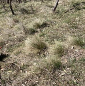 Nassella trichotoma at Majura, ACT - 20 Sep 2023