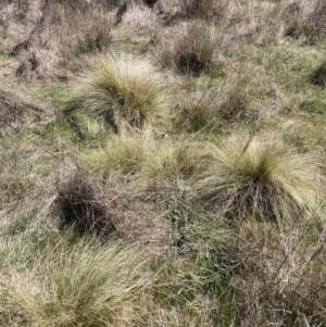 Nassella trichotoma at Majura, ACT - 20 Sep 2023