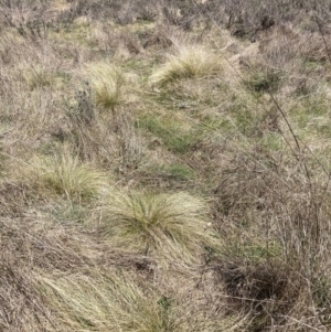 Nassella trichotoma at Majura, ACT - 20 Sep 2023