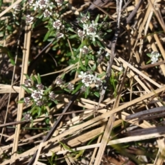 Poranthera ericifolia at Barren Grounds Nature Reserve - 16 Sep 2023 by SFMillar42