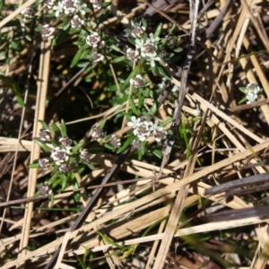 Poranthera ericifolia at Brogers Creek, NSW - 16 Sep 2023