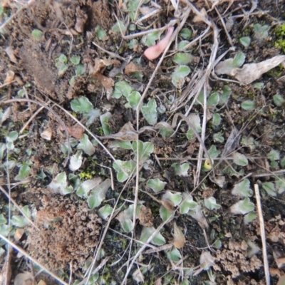 Riccia lamellosa at Tuggeranong, ACT - 27 Mar 2023 by MichaelBedingfield