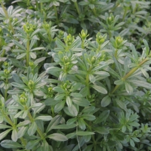 Galium aparine at Tuggeranong, ACT - 26 Mar 2023 04:42 PM