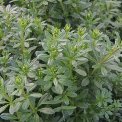 Galium aparine (Goosegrass, Cleavers) at Tuggeranong, ACT - 26 Mar 2023 by michaelb