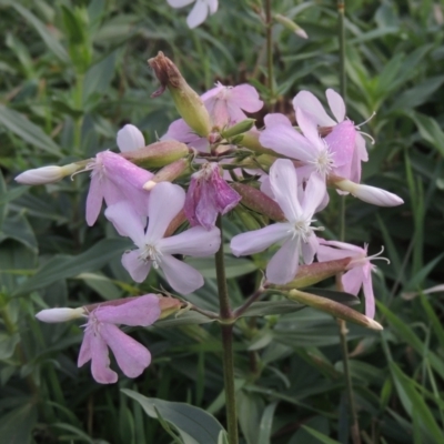 Saponaria officinalis (Soapwort, Bouncing Bet) at Tuggeranong, ACT - 26 Mar 2023 by michaelb