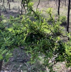 Pyracantha fortuneana (Firethorn) at Mount Majura - 20 Sep 2023 by waltraud