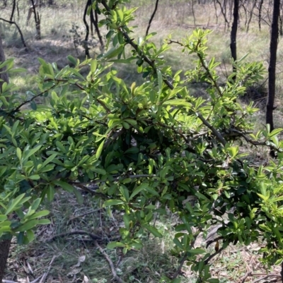 Pyracantha fortuneana (Firethorn) at Mount Majura - 20 Sep 2023 by waltraud