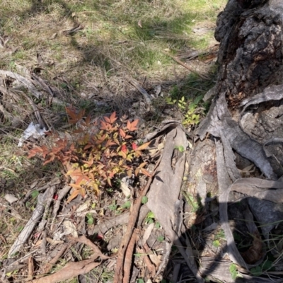 Nandina domestica (Sacred Bamboo) at Majura, ACT - 20 Sep 2023 by waltraud