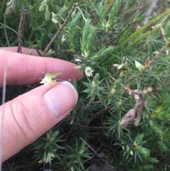 Melichrus urceolatus (Urn Heath) at Burra Creek, NSW - 20 Sep 2023 by SuePolsen