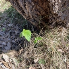 Celtis australis (Nettle Tree) at Majura, ACT - 20 Sep 2023 by waltraud