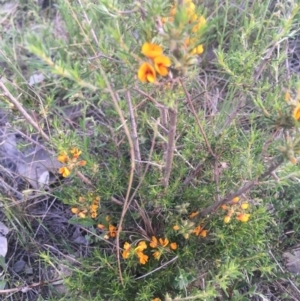 Pultenaea polifolia at Burra Creek, NSW - 20 Sep 2023 05:29 PM