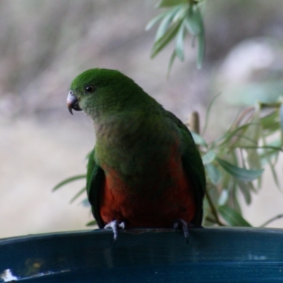 Alisterus scapularis (Australian King-Parrot) at Wamboin, NSW - 20 Sep 2023 by Komidar