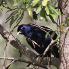 Ptilonorhynchus violaceus (Satin Bowerbird) at Wamboin, NSW - 21 Sep 2023 by Komidar
