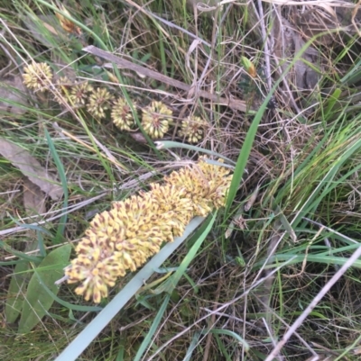 Lomandra multiflora (Many-flowered Matrush) at Burra Creek, NSW - 20 Sep 2023 by SuePolsen