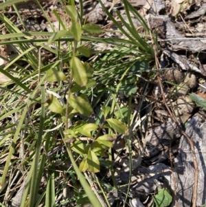 Ligustrum lucidum at Majura, ACT - 20 Sep 2023