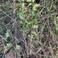 Ligustrum lucidum at Majura, ACT - 20 Sep 2023 09:12 PM