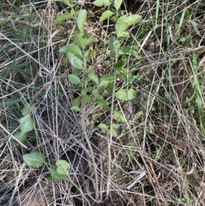 Ligustrum lucidum at Majura, ACT - 20 Sep 2023