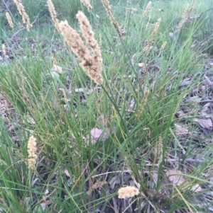 Carex appressa at Burra Creek, NSW - 20 Sep 2023