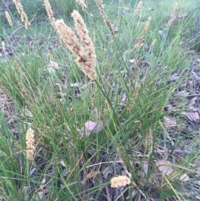 Carex appressa (Tall Sedge) at Burra Creek, NSW - 20 Sep 2023 by SuePolsen