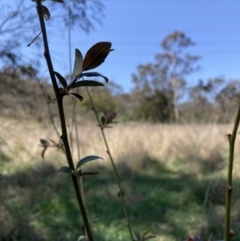 Prunus sp. (A Plum) at Majura, ACT - 20 Sep 2023 by waltraud