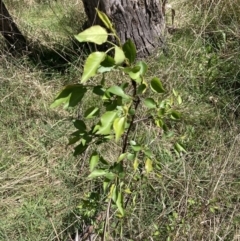 Pyrus sp. (An Ornamental Pear) at Majura, ACT - 20 Sep 2023 by waltraud