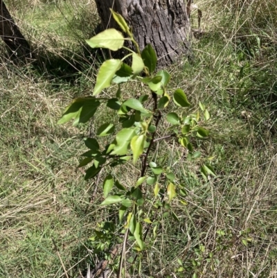 Pyrus sp. (An Ornamental Pear) at Mount Majura - 20 Sep 2023 by waltraud