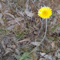 Leucochrysum albicans subsp. albicans (Hoary Sunray) at Mount Majura - 21 Sep 2023 by WalkYonder