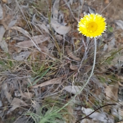 Leucochrysum albicans subsp. albicans (Hoary Sunray) at Mount Majura - 21 Sep 2023 by WalkYonder