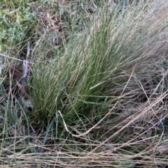 Nassella trichotoma (Serrated Tussock) at Majura, ACT - 20 Sep 2023 by waltraud