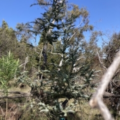 Acacia baileyana (Cootamundra Wattle, Golden Mimosa) at Mount Majura - 20 Sep 2023 by waltraud