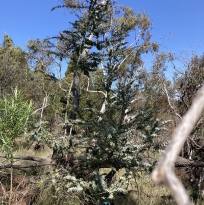 Acacia baileyana (Cootamundra Wattle, Golden Mimosa) at Mount Majura - 20 Sep 2023 by waltraud