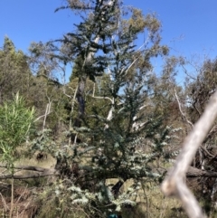 Acacia baileyana (Cootamundra Wattle, Golden Mimosa) at Majura, ACT - 20 Sep 2023 by waltraud