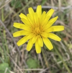 Microseris walteri (Yam Daisy, Murnong) at Bruce, ACT - 21 Sep 2023 by JVR